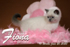 Fiona ist 10 Wochen alt ( 20.06.2020 )