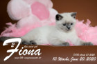 Fiona ist 10 Wochen alt ( 20.06.2020 )