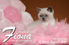 Fiona ist 10 Wochen alt ( 20.06.2020 )