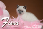 Fiona ist 10 Wochen alt ( 20.06.2020 )