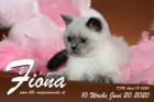 Fiona ist 10 Wochen alt ( 20.06.2020 )