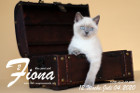 Fiona ist 12 Wochen alt ( 04.07.2020 )