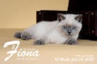 Fiona ist 12 Wochen alt ( 04.07.2020 )
