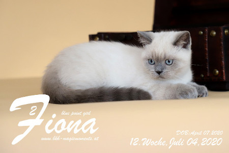 Fiona ist 12 Wochen alt ( 04.07.2020 )
