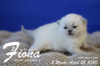 Fiona ist 2 Wochen alt ( 22.04.2020 )