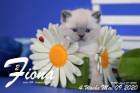Fiona ist 4 Wochen alt ( 09.05.2020 )