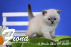 Fiona ist 4 Wochen alt ( 09.05.2020 )