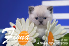 Fiona ist 4 Wochen alt ( 09.05.2020 )