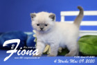 Fiona ist 4 Wochen alt ( 09.05.2020 )