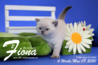 Fiona ist 4 Wochen alt ( 09.05.2020 )