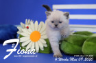 Fiona ist 4 Wochen alt ( 09.05.2020 )