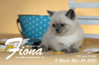 Fiona ist 6 Wochen alt ( 24.05.2020 )