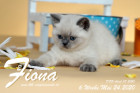 Fiona ist 6 Wochen alt ( 24.05.2020 )