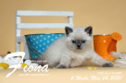 Fiona ist 6 Wochen alt ( 24.05.2020 )