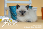 Fiona ist 6 Wochen alt ( 24.05.2020 )