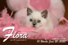 Flora ist 10 Wochen alt ( 20.06.2020 )