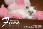 Flora ist 10 Wochen alt ( 20.06.2020 )