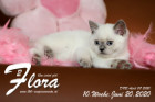 Flora ist 10 Wochen alt ( 20.06.2020 )