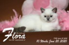 Flora ist 10 Wochen alt ( 20.06.2020 )