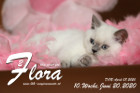 Flora ist 10 Wochen alt ( 20.06.2020 )
