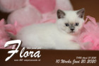 Flora ist 10 Wochen alt ( 20.06.2020 )