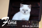Flora ist 12 Wochen alt ( 04.07.2020 )