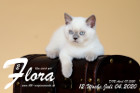 Flora ist 12 Wochen alt ( 04.07.2020 )