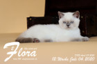 Flora ist 12 Wochen alt ( 04.07.2020 )