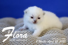 Flora ist 2 Wochen alt ( 22.04.2020 )