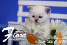 Flora ist 4 Wochen alt ( 09.05.2020 )