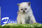 Flora ist 4 Wochen alt ( 09.05.2020 )