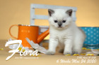 Flora ist 6 Wochen alt ( 24.05.2020 )