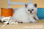 Flora ist 6 Wochen alt ( 24.05.2020 )
