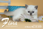 Flora ist 6 Wochen alt ( 24.05.2020 )