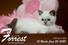 Forrest ist 8 Wochen alt ( 05.06.2020 )