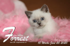 Forrest ist 8 Wochen alt ( 05.06.2020 )