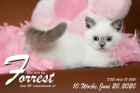 Forrest ist 8 Wochen alt ( 05.06.2020 )