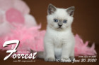 Forrest ist 8 Wochen alt ( 05.06.2020 )