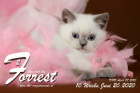 Forrest ist 8 Wochen alt ( 05.06.2020 )