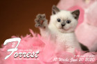 Forrest ist 8 Wochen alt ( 05.06.2020 )