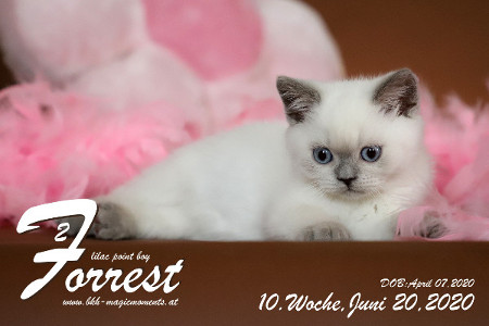 Forrest ist 10 Wochen alt ( 20.06.2020 )