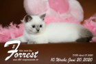 Forrest ist 8 Wochen alt ( 05.06.2020 )
