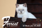 Forrest ist 12 Wochen alt ( 04.07.2020 )