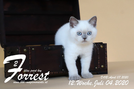 Forrest ist 12 Wochen alt ( 04.07.2020 )