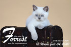 Forrest ist 12 Wochen alt ( 04.07.2020 )