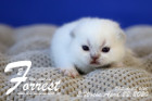 Forrest ist 2 Wochen alt ( 22.04.2020 )