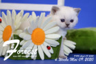 Forrest ist 4 Wochen alt ( 09.05.2020 )
