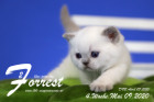 Forrest ist 4 Wochen alt ( 09.05.2020 )