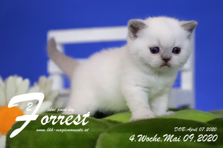 Forrest ist 4 Wochen alt ( 09.05.2020 )