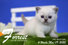 Forrest ist 4 Wochen alt ( 09.05.2020 )
